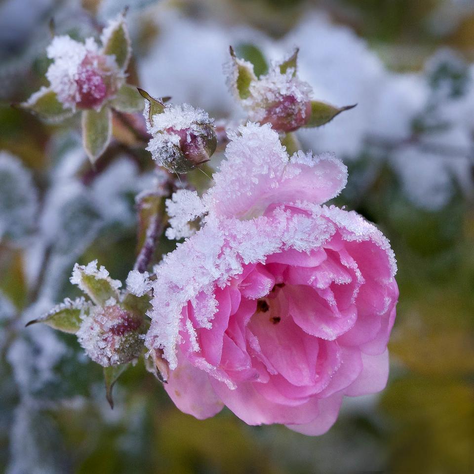 Vereiste Rose - Pflanzenfreude.de