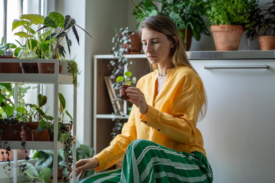 planten stekken zo doe je dat