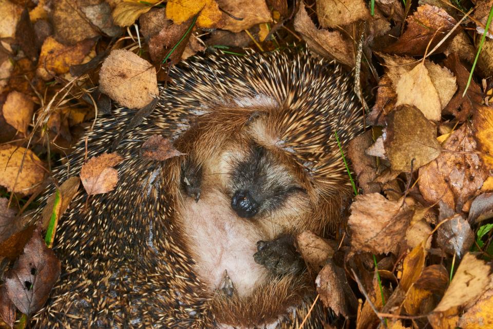 egel in winterslaap tussen herfstbladeren