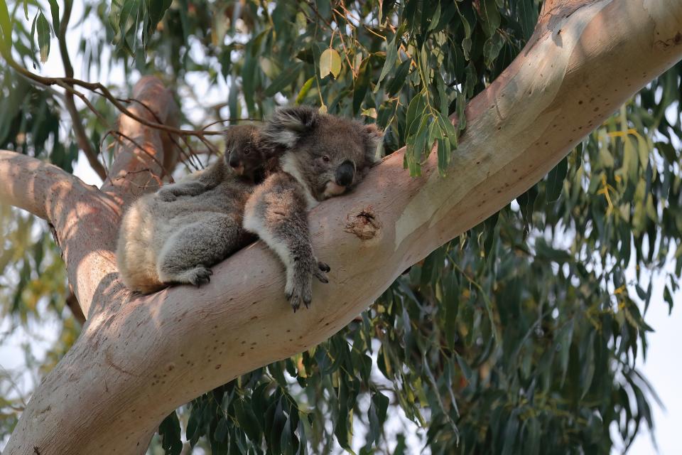 koala eucalyptus