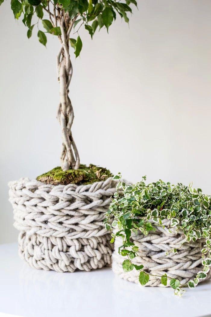 Ficus benjamine und Ficus pumila im gestrickten Pflanzenkorb - Pflanzenfreude.de