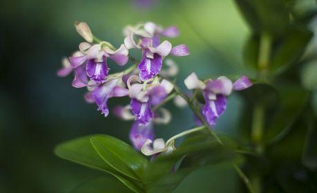 Orchidee &quot;Dendrobium Angela Merkel&quot; - Pflanzenfreude.de