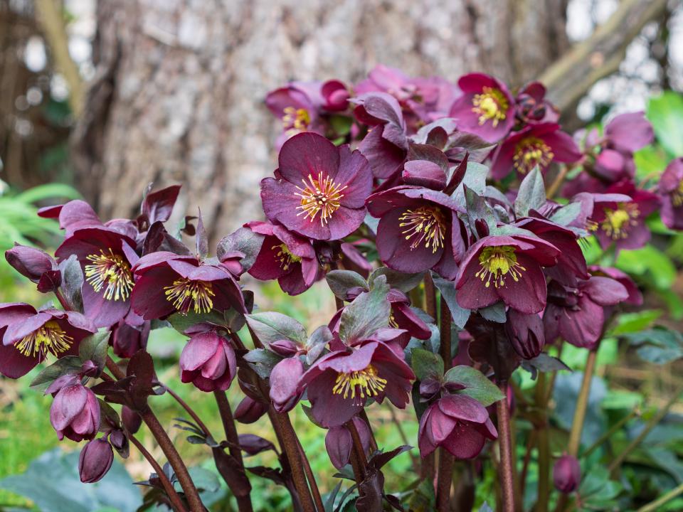 helleborus | schaduwplant | kerstroos | tuinplant schaduwtuin