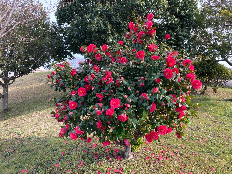 camelia boom met roze bloemen | camelia in bloei