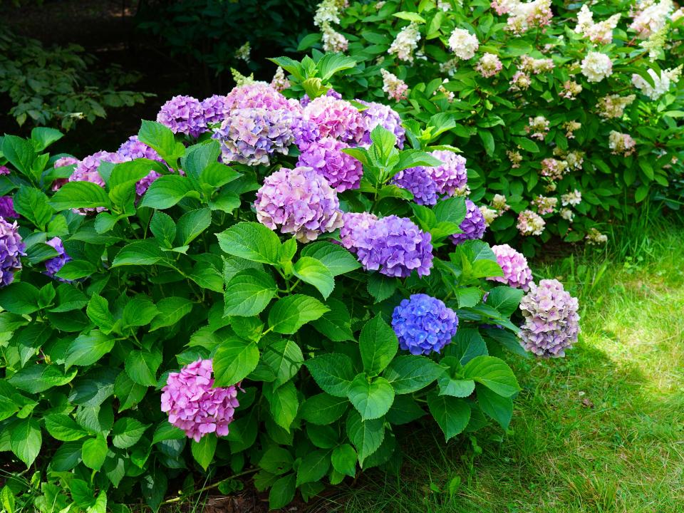 hortensia oud hout snoeien