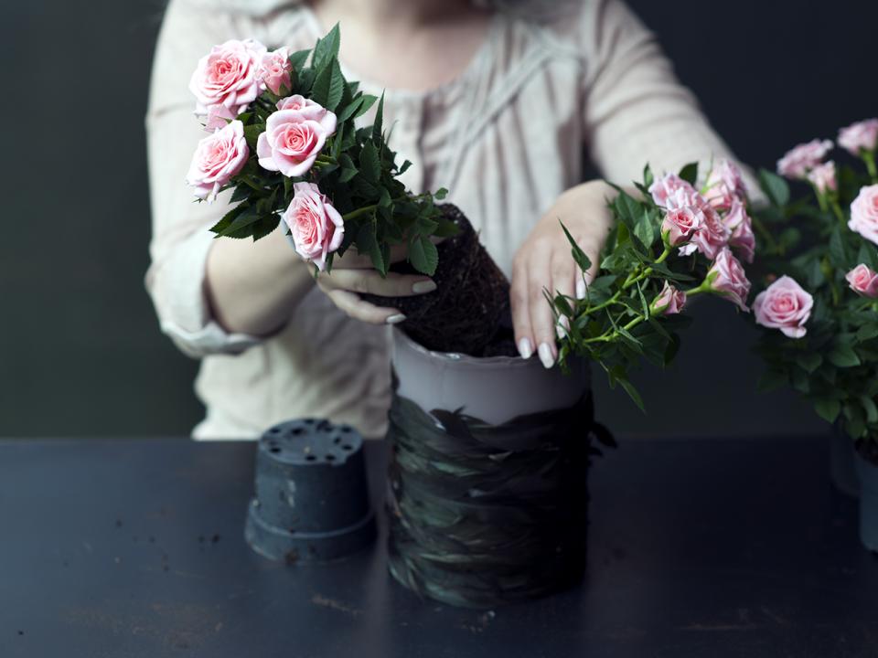 DIY: Topfrosen aus einer anderen Dimension - Pflanzenfreude.de