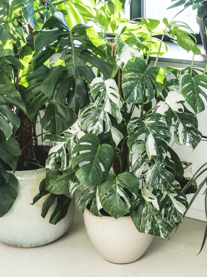 Witte Monstera | zeldzame Monstera | monstera variegata