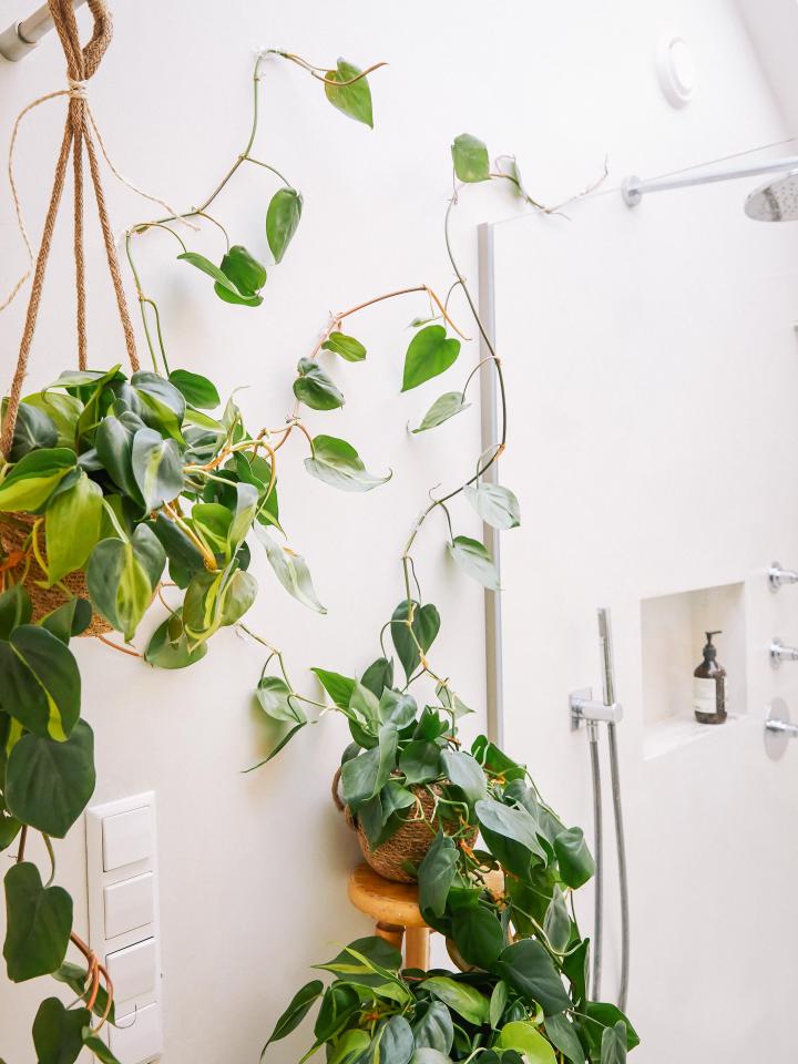 philodendron scandens | klim en hangplant