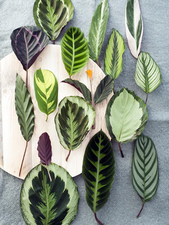 verschillende bladeren calathea