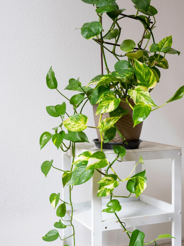 epipremnum aureum | drakenklimop | makkelijke kamerplant