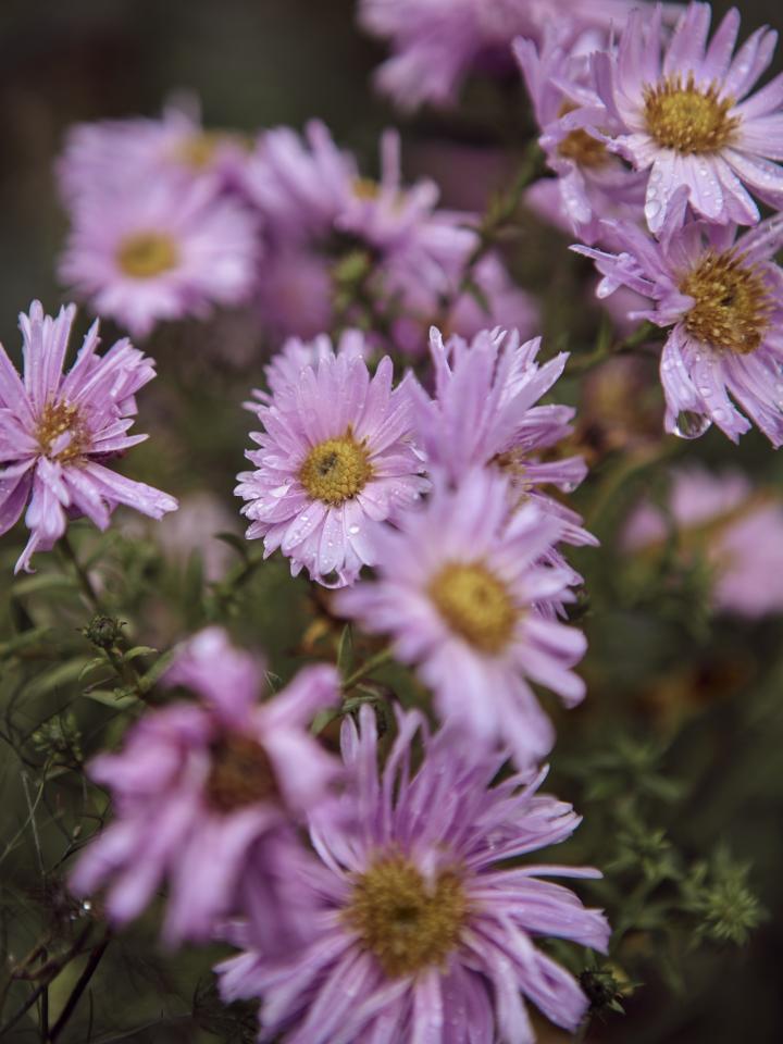 herfstaster | herfstplant | roze bloemen geel hart