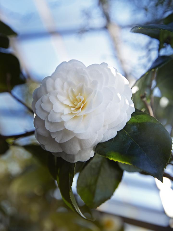 camelia wit | japanse roos wit