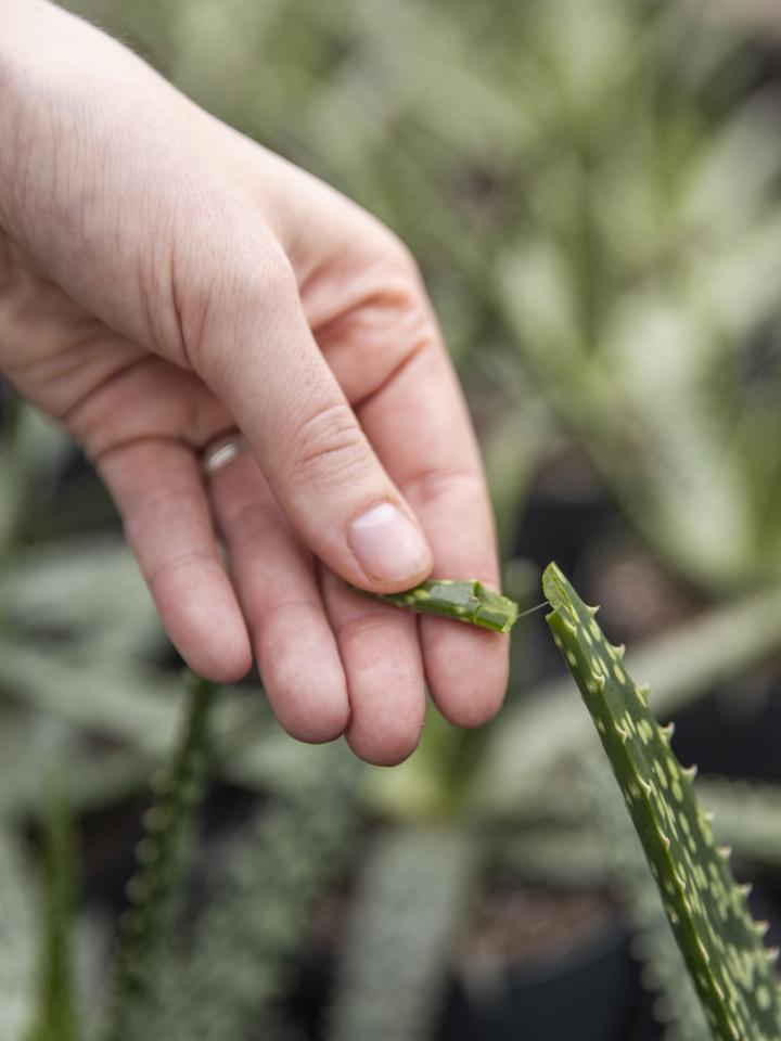 gebruik aloe vera | aloe vera sap en gel