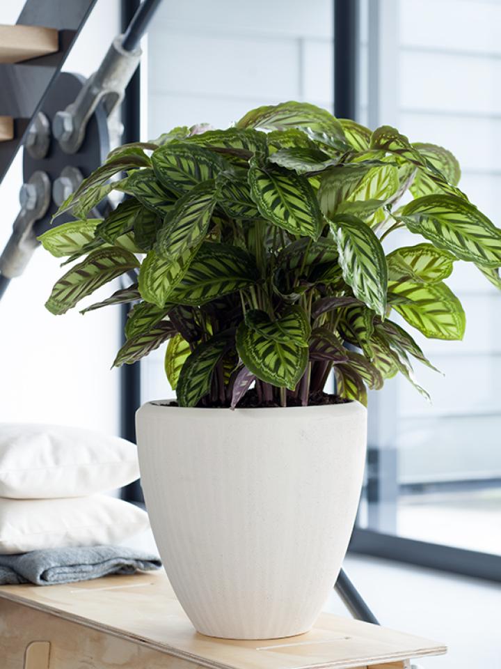 calathea cadeau kerst | kerstcadeau plant | kamerplant