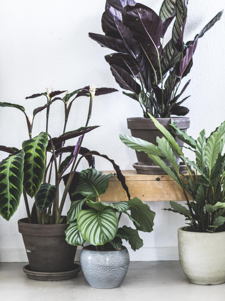 calathea moeilijke kamerplant 