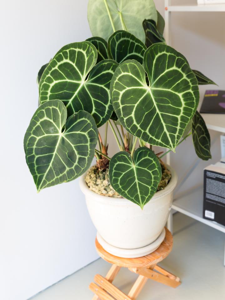 anthurium clarinervum | hartvormig blad kamerplant