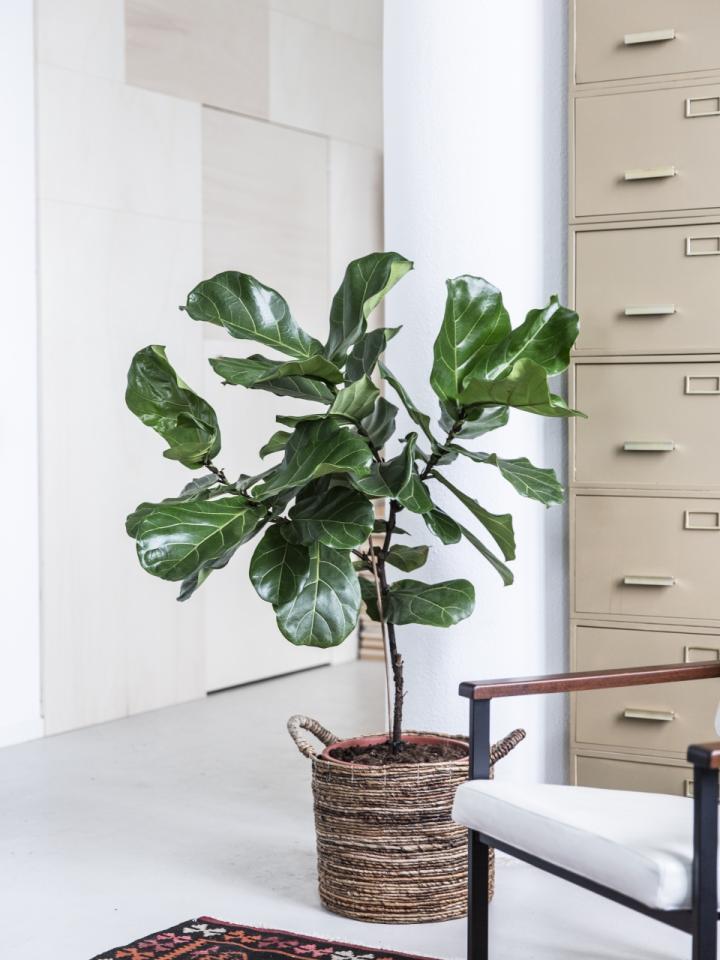 vioolplant | ficus lyrata