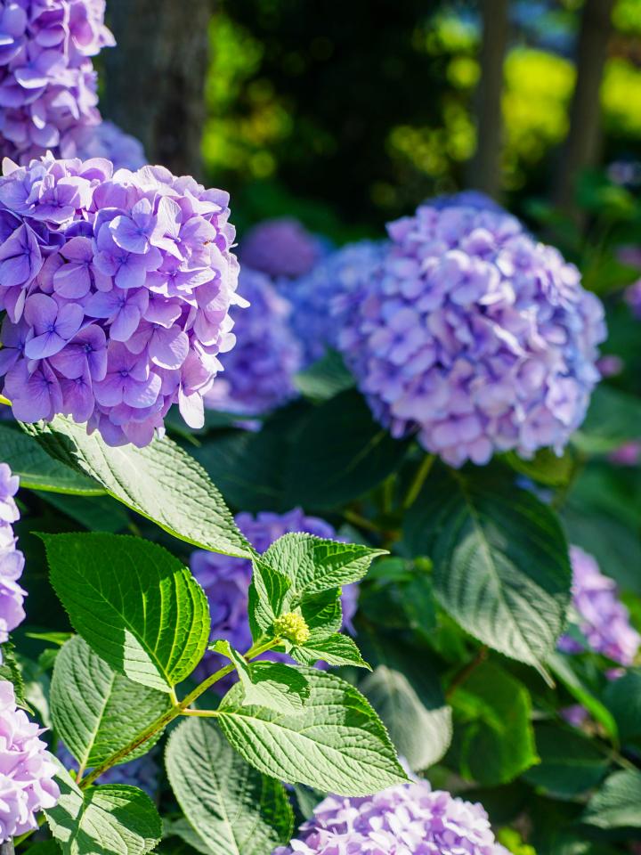 hortensia snoeien hoe en wanneer