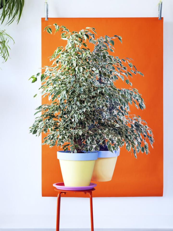 Ficus Benjamina - Pflanzenfreude.de