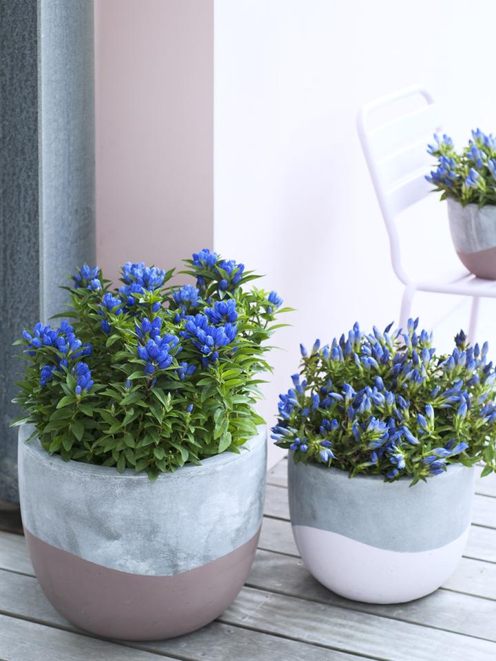 Enzian – Pflanzenfreude.de Der Enzian ist unsere Gartenpflanze des Monats August. Am bekanntesten als alpines Symbol ist vermutlich der meist einzeln stehe