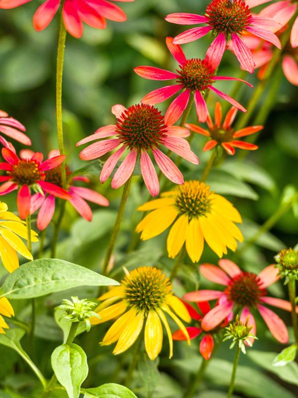 Coneflower Thejoyofplants.co.uk