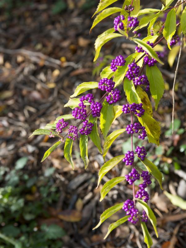 Callicarpa – Pflanzenfreude.de