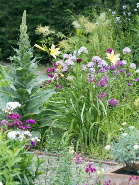 Essbare Blüten aus dem eigenen Garten - Pflanzenfreude.de