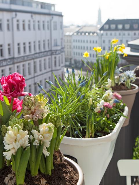 Balkondekoration in Brauntönen lässt die Frühblüher so richtig strahlen - www.pflanzenfreude.de